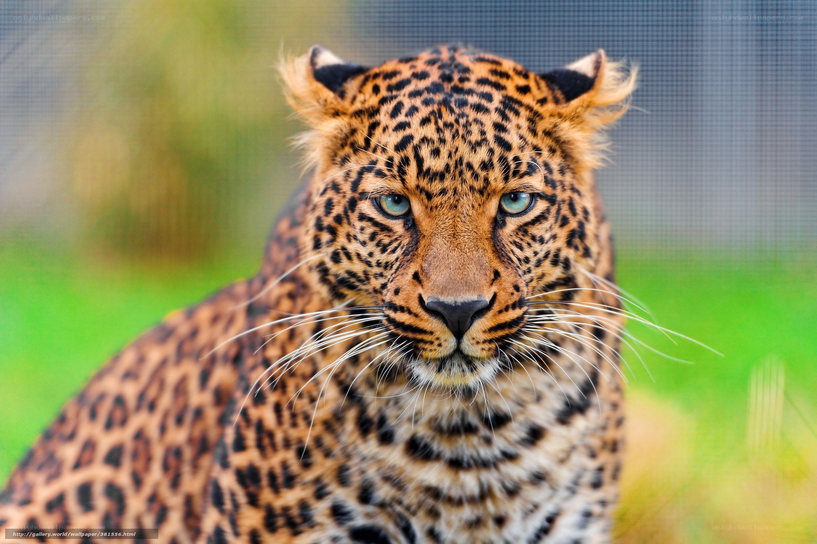 Leopard with green eyes