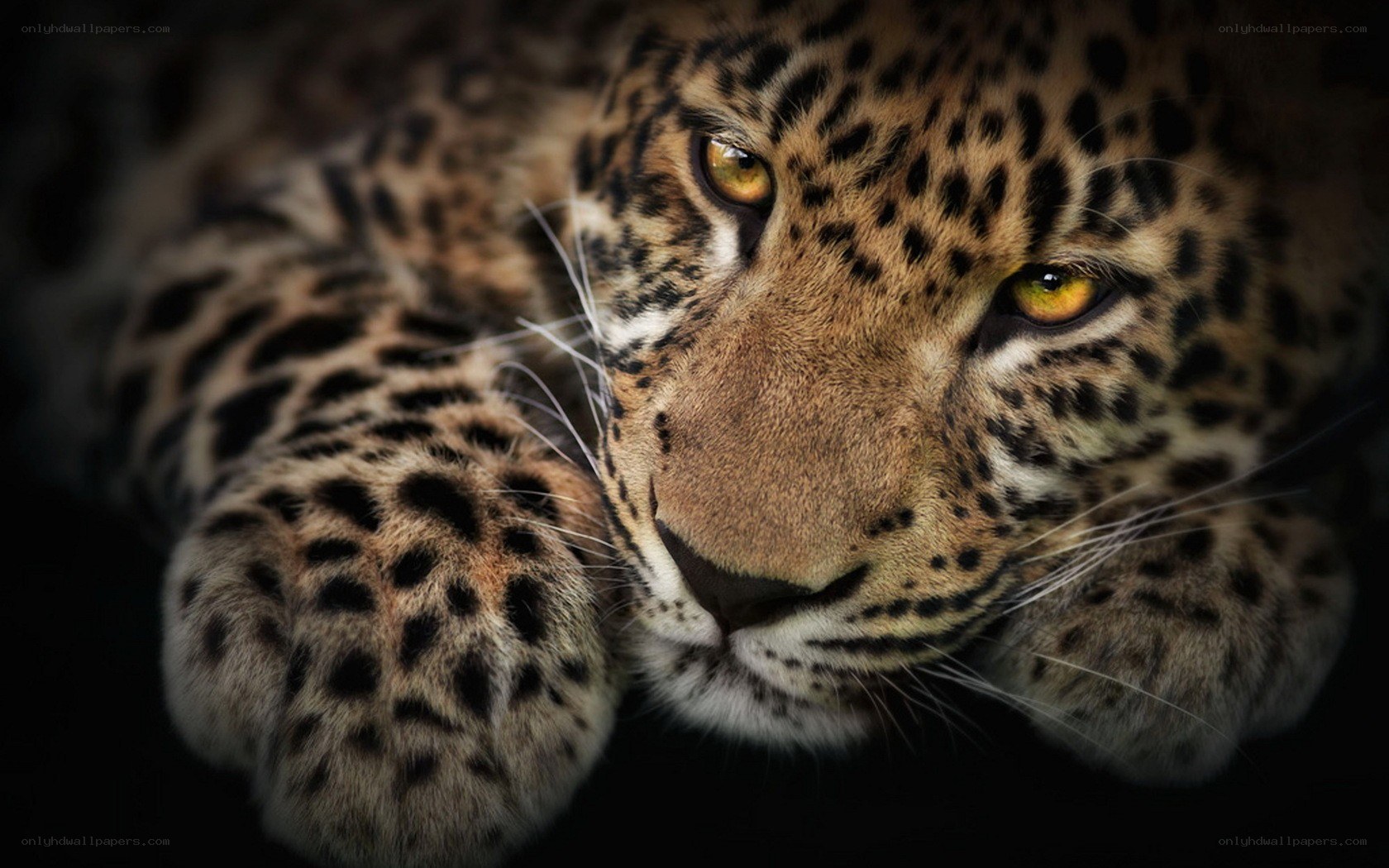 Leopard with intense gaze