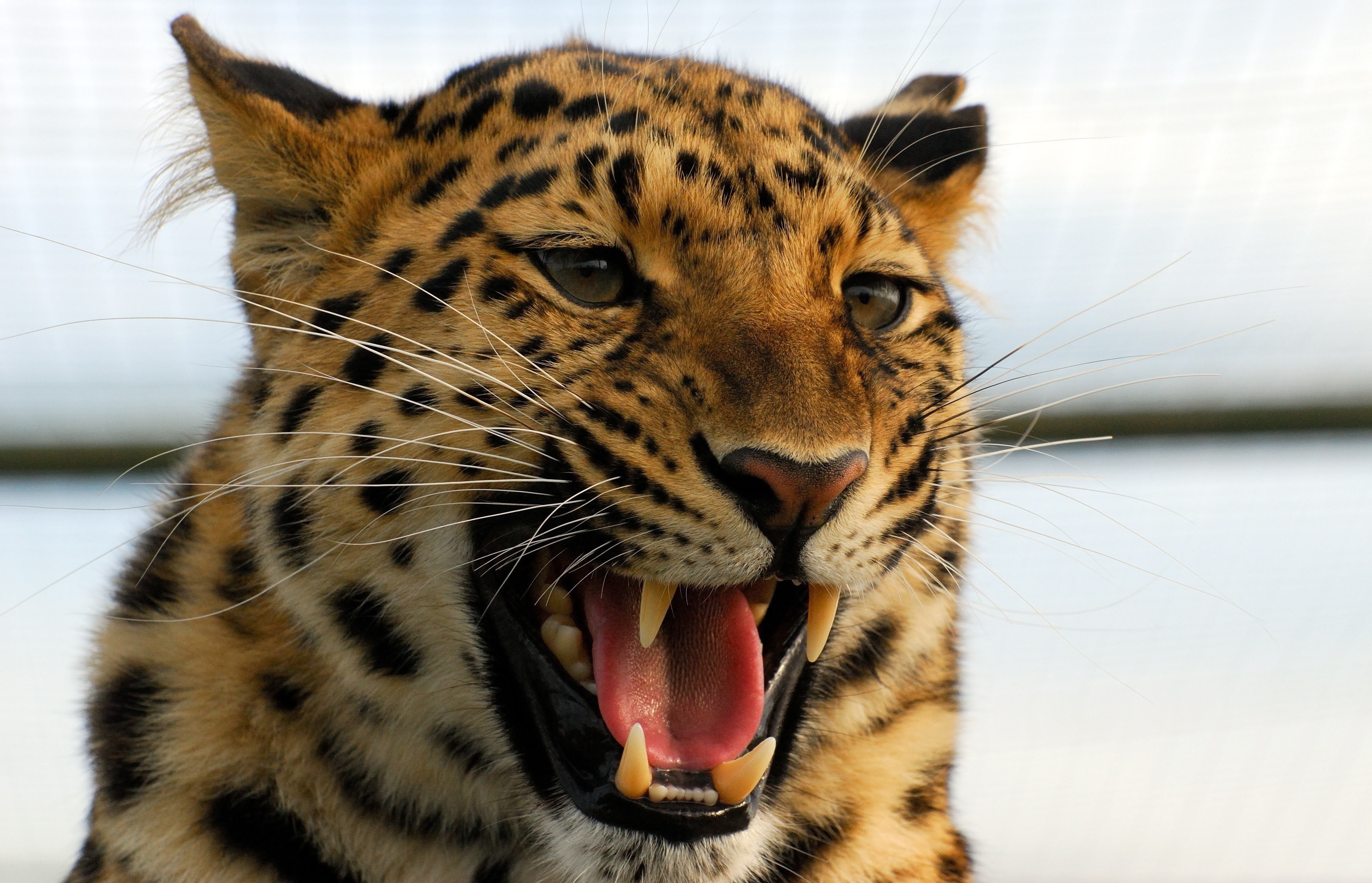 leopard with open mouth