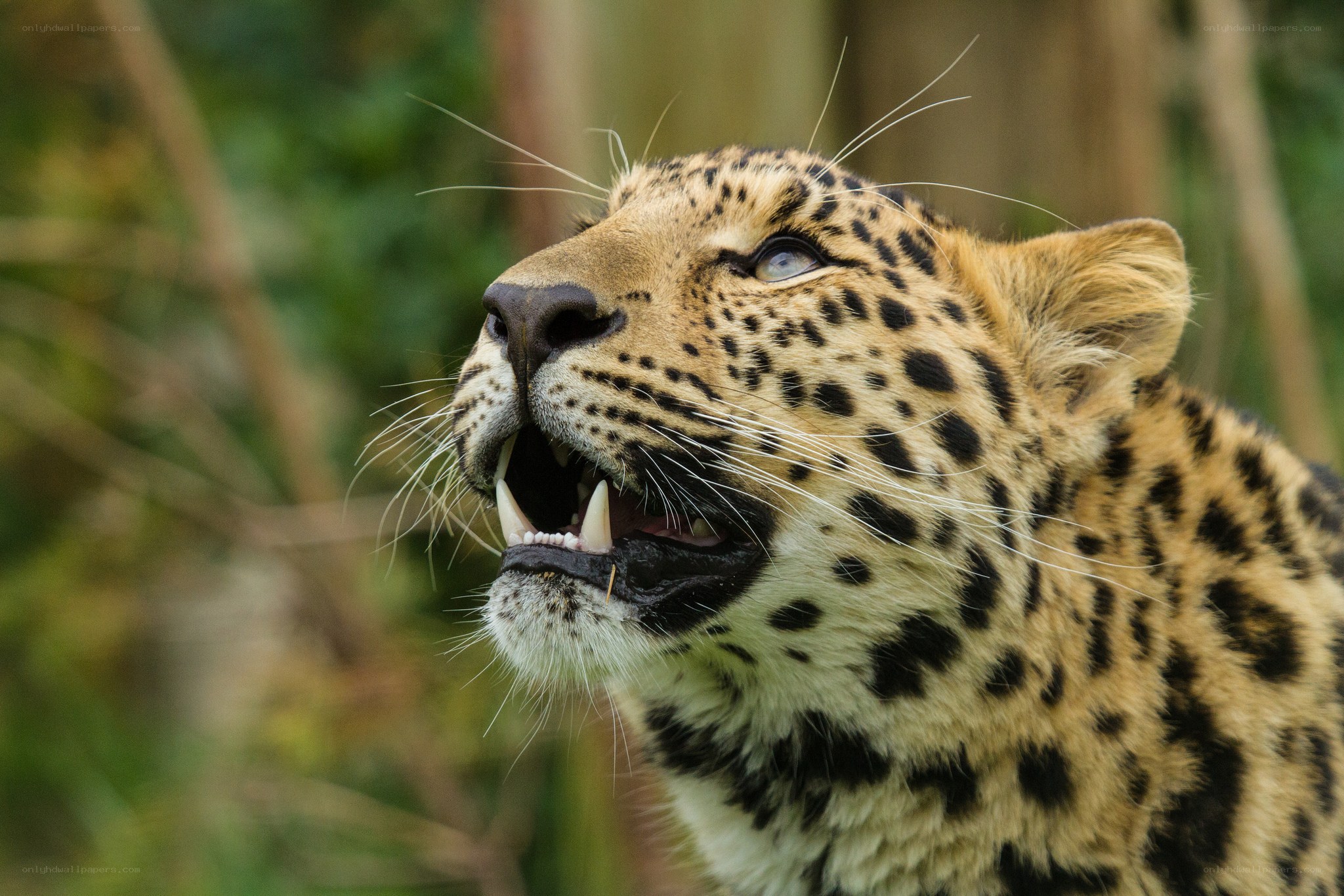 leopard with open mouth