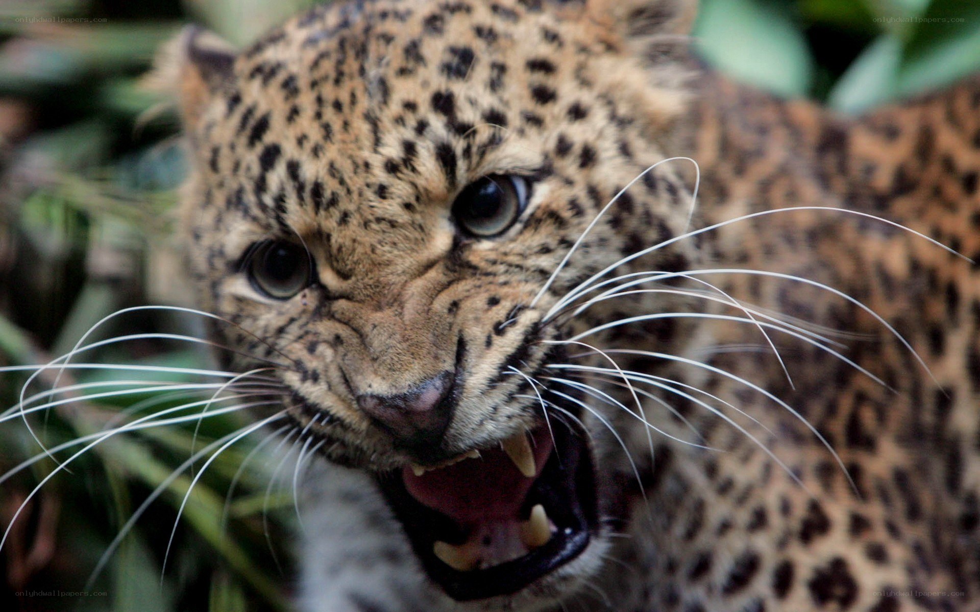 leopard with open mouth
