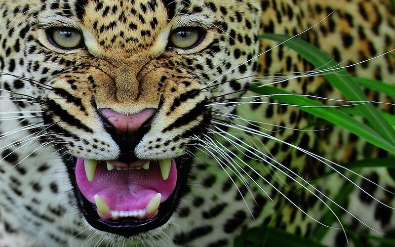 Leopard with open mouth