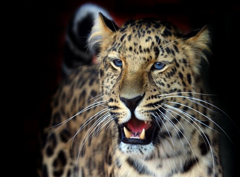 leopard with open mouth