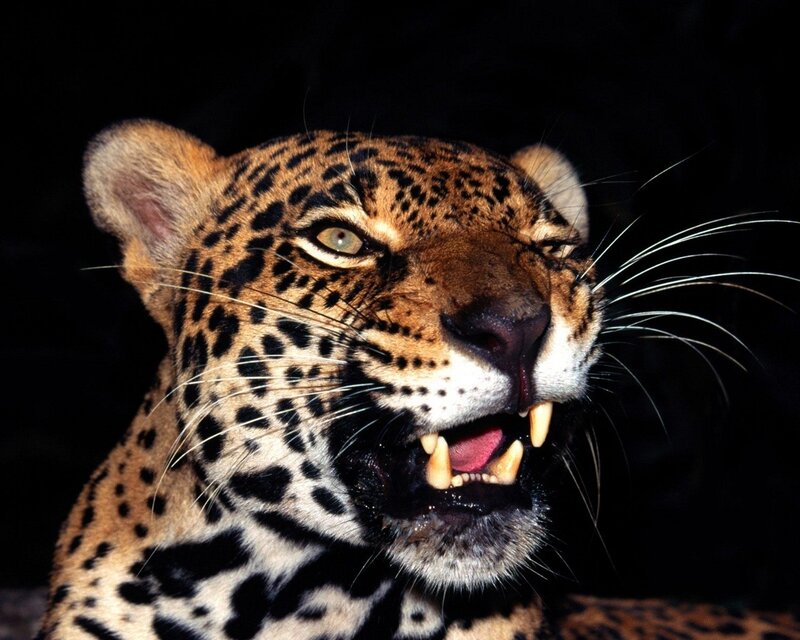 leopard with open mouth
