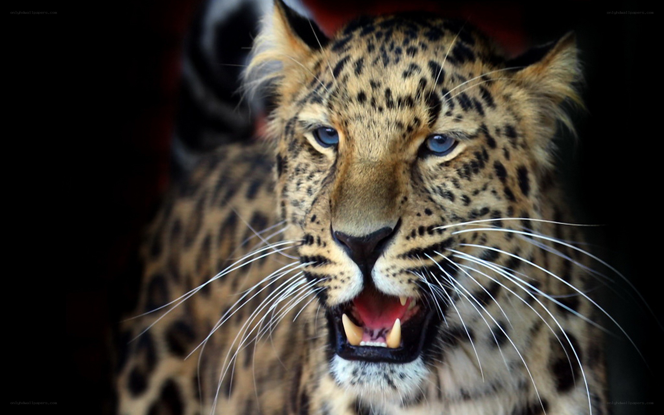 Leopard with open mouth