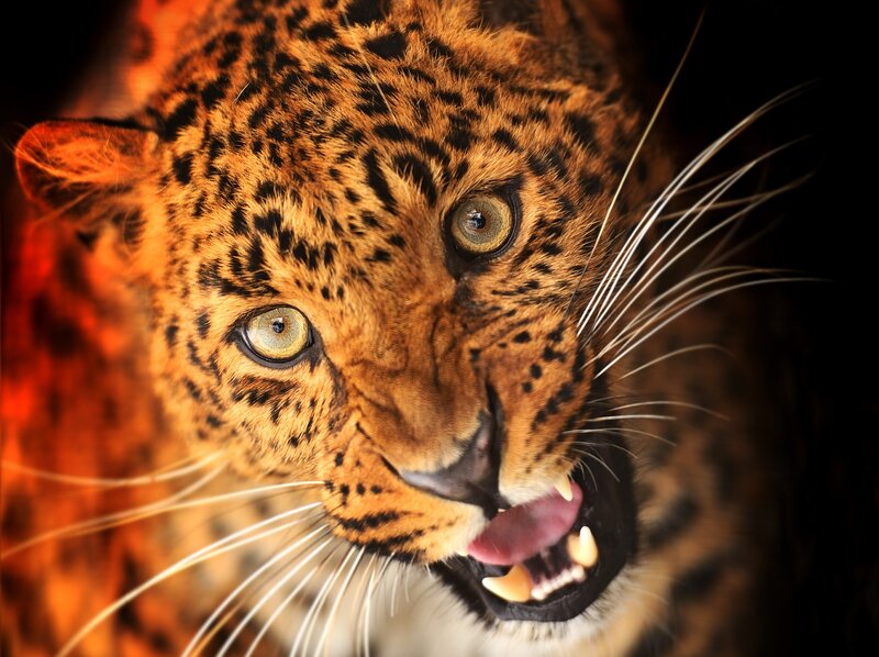 Leopard with open mouth