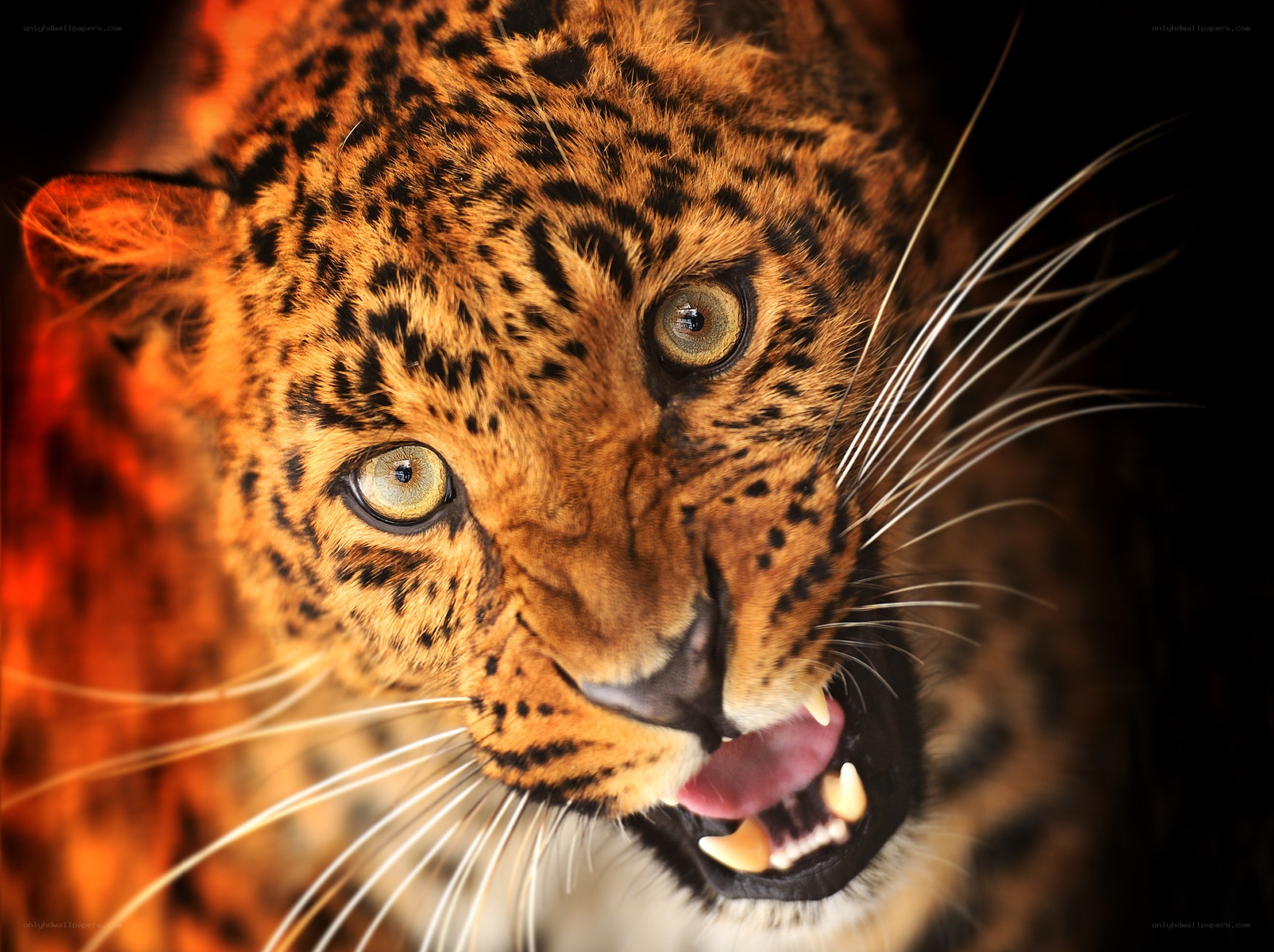 Leopard with open mouth