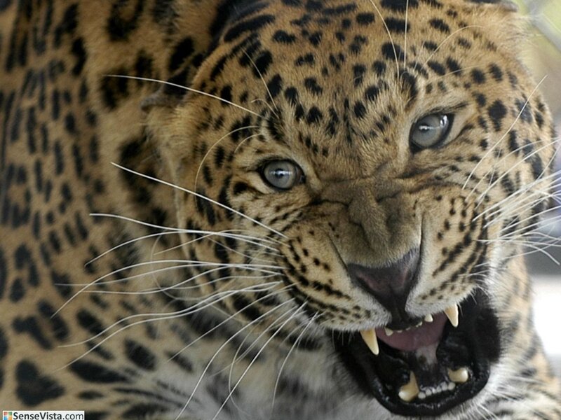 leopard with open mouth