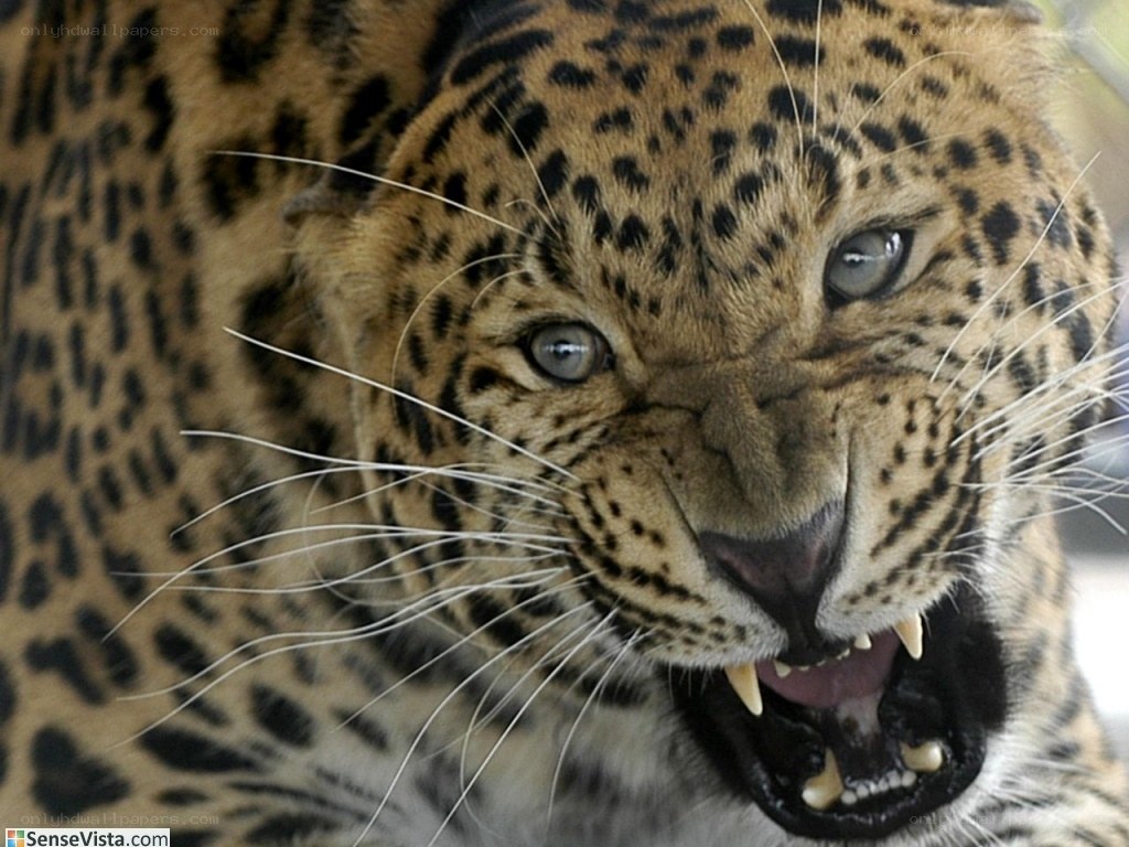 leopard with open mouth