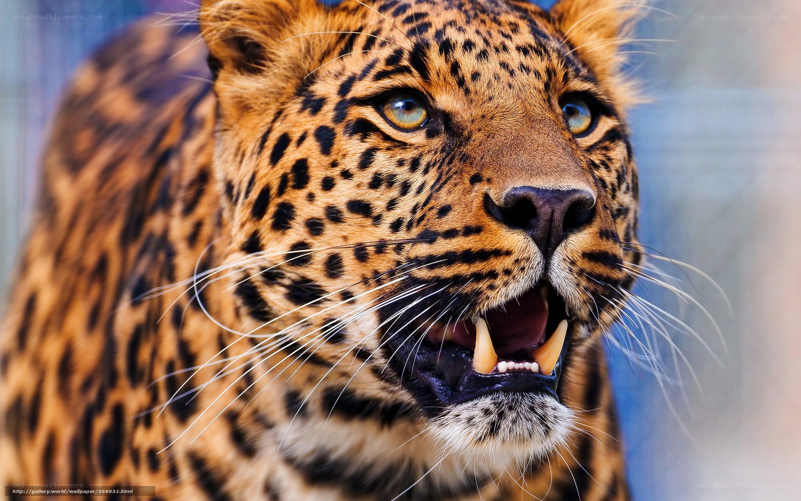 Leopard with open mouth