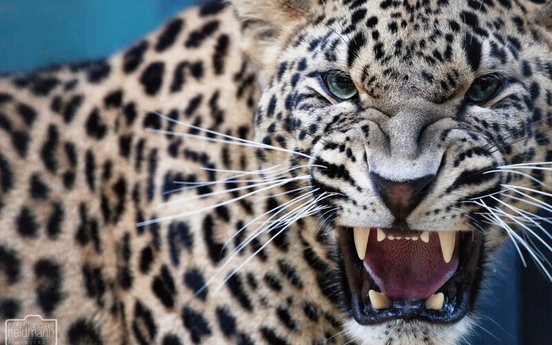 Leopard with Open Mouth — Black, Aggressive, Photograph, Open Mouth