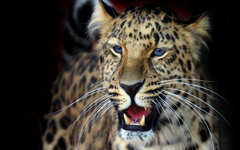 Leopard with Open Mouth — Black, Intense, Photograph