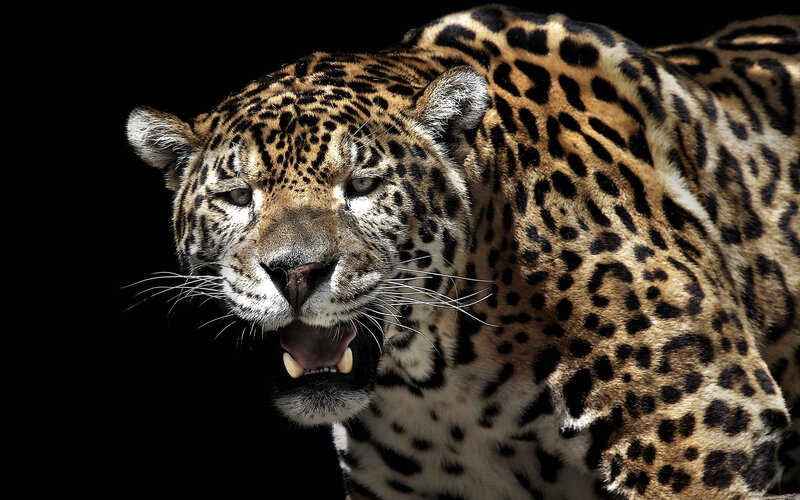 Leopard with Open Mouth — Black, Intense