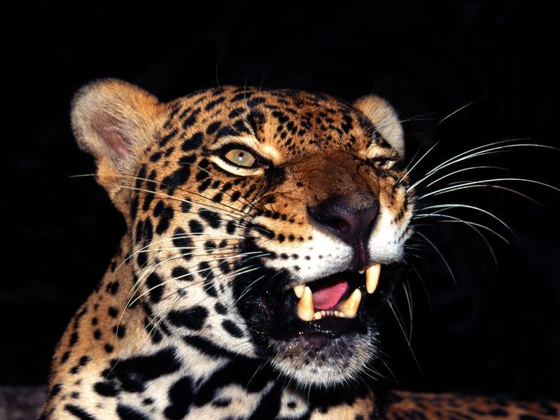 Leopard with Open Mouth — Black