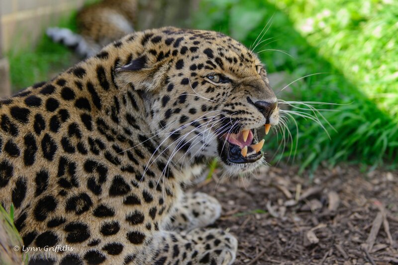 Leopard with Open Mouth — Brown, Aggressive, Afternoon, Photograph