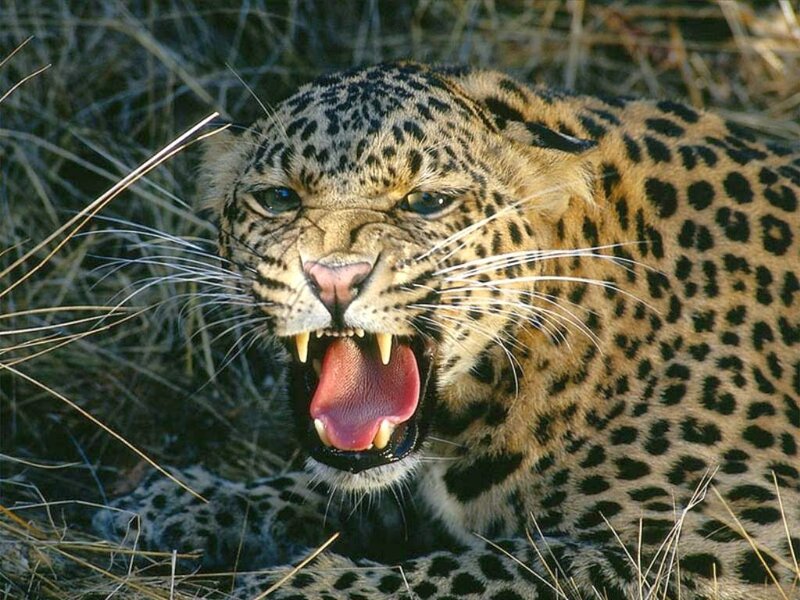 Leopard with Open Mouth — Brown, Aggressive, Photograph, Grass