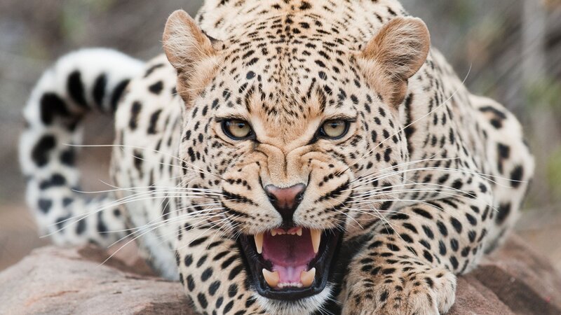 Leopard with Open Mouth — Brown, Aggressive, Photograph, Rock, Tail