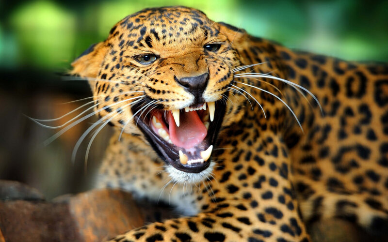 Leopard with Open Mouth — Brown, Aggressive, Photograph, Rocks