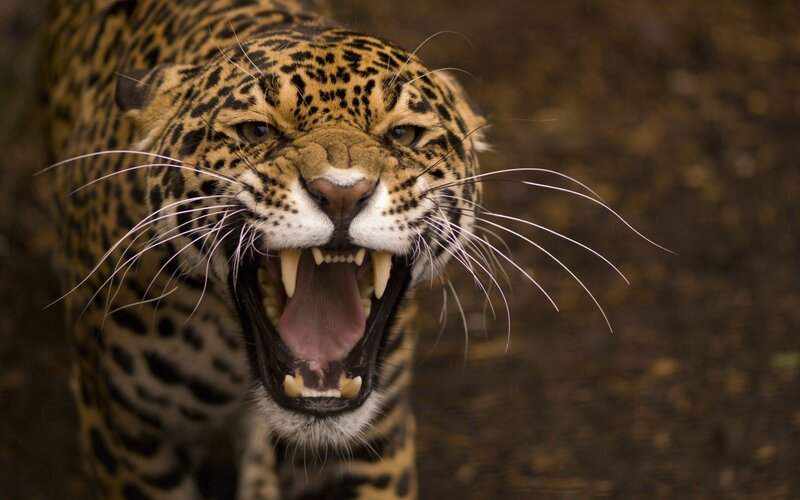 Leopard with Open Mouth — Brown, Aggressive, Photograph, Teeth