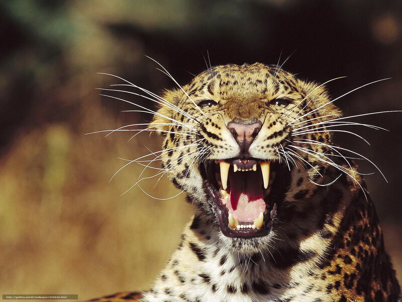 Leopard with Open Mouth — Brown, Aggressive, Photograph, Teeth, Whiskers, Spots