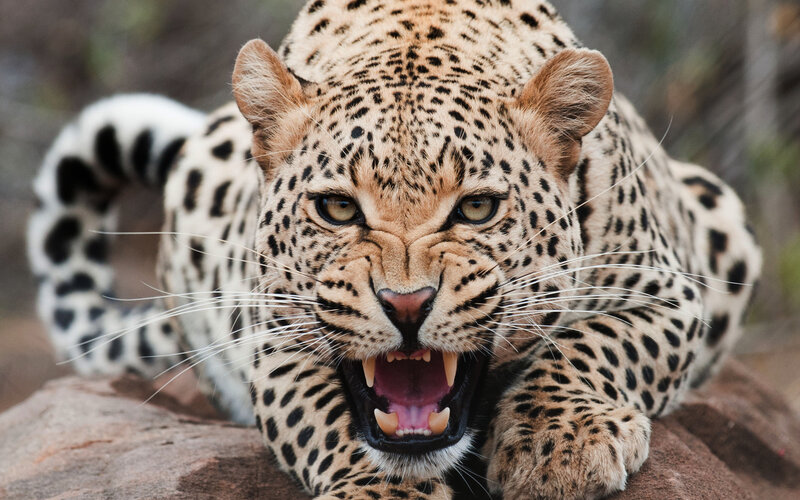 Leopard with Open Mouth — Brown, Aggressive, Photograph