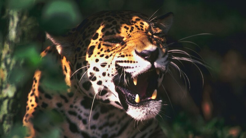 Leopard with Open Mouth — Brown, Dramatic, Afternoon