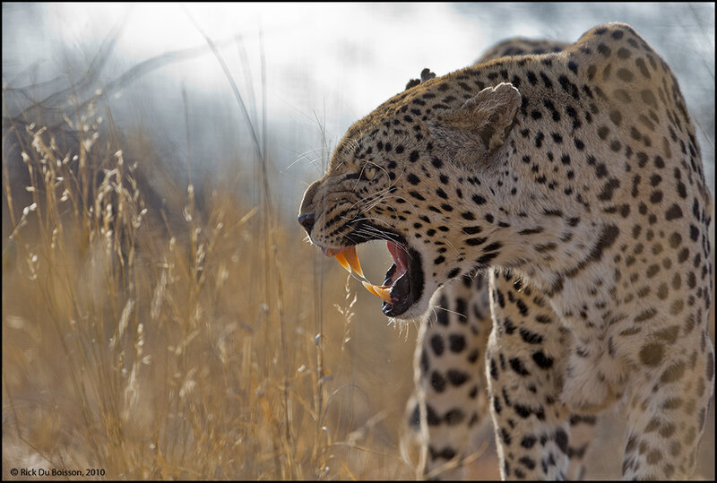 Leopard with Open Mouth — Brown, Dramatic
