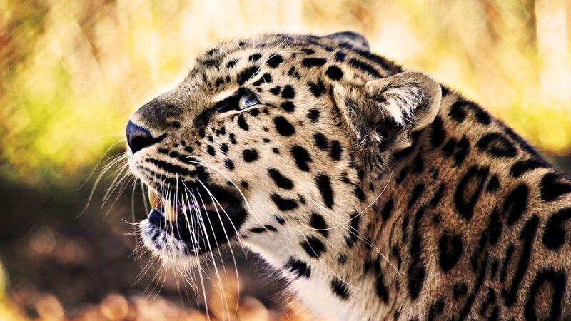 Leopard with Open Mouth — Brown, Intense, Afternoon