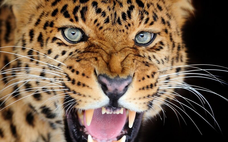 Leopard with Open Mouth — Brown, Intense, Photograph, Eyes
