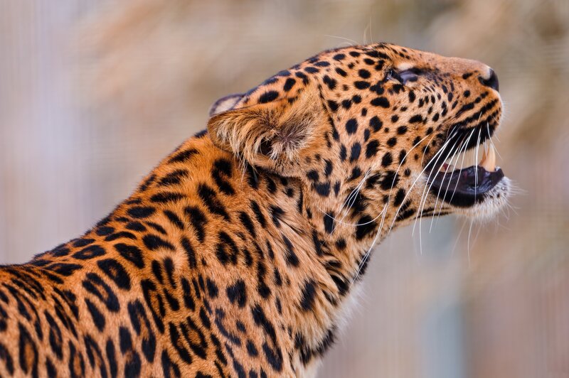 Leopard with Open Mouth — Brown, Intense, Photograph, Open Mouth