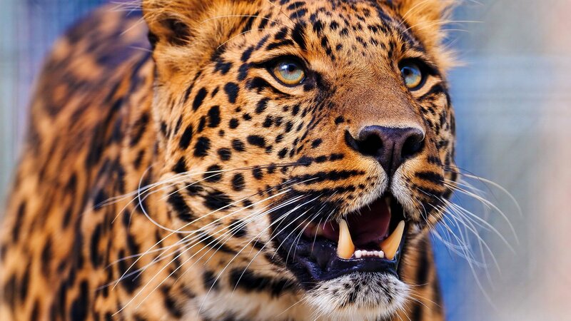Leopard with Open Mouth — Brown, Intense, Photograph, Open Mouth, Whiskers, Eyes