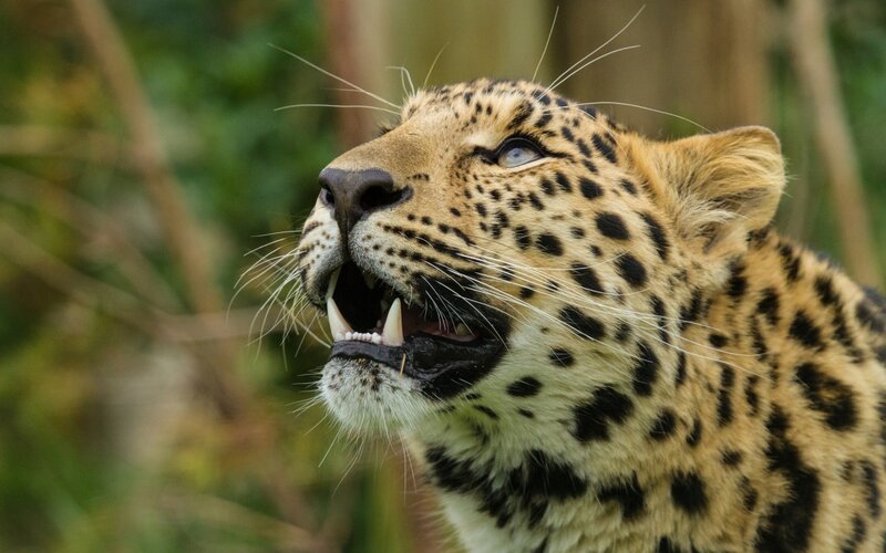 Leopard with Open Mouth — Brown, Intense, Photograph, Open Mouth, Whiskers