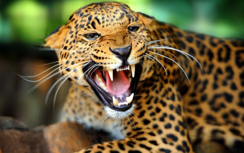 Leopard with Open Mouth — Brown, Intense, Photograph, Rocks