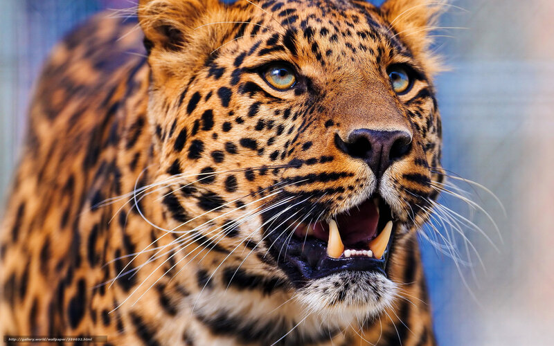 Leopard with Open Mouth — Brown, Intense, Photograph, Spots