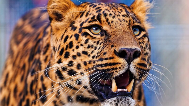 Leopard with Open Mouth — Brown, Intense, Photograph, Spots, Whiskers, Teeth
