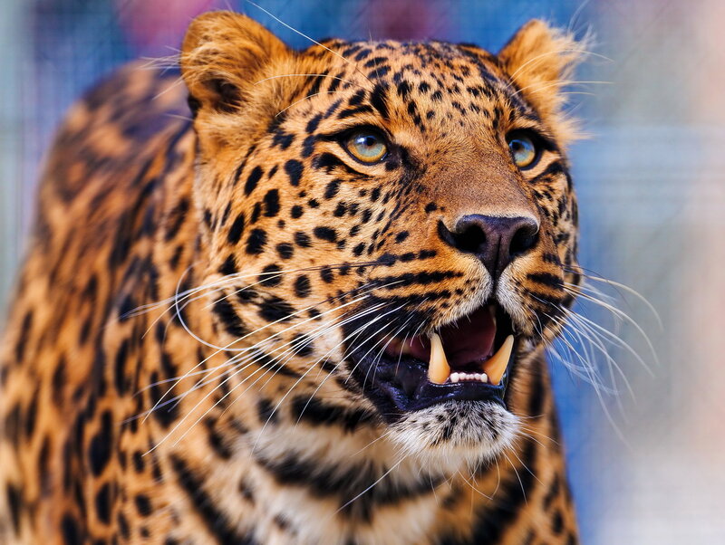 Leopard with Open Mouth — Brown, Intense, Photograph, Teeth