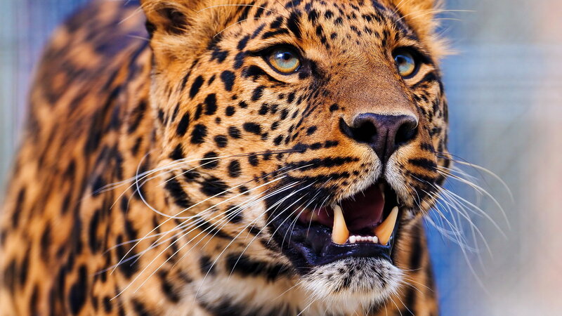 Leopard with Open Mouth — Brown, Intense, Photograph, Teeth, Whiskers