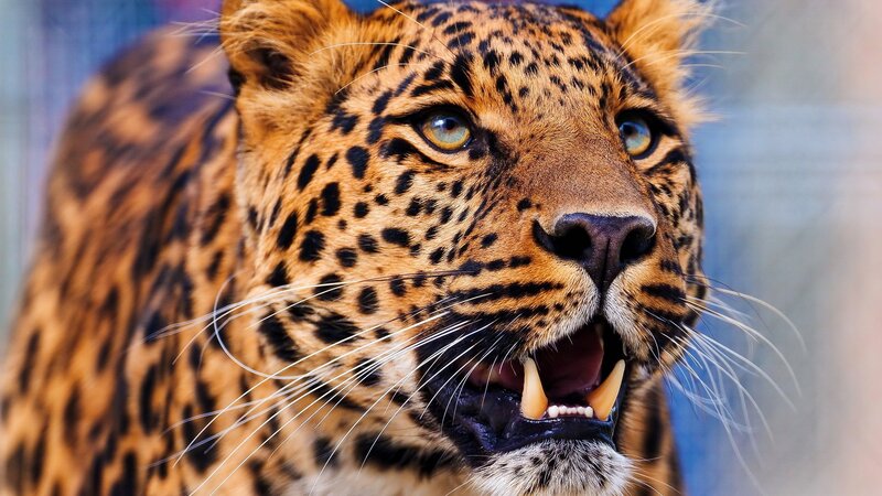 Leopard with Open Mouth — Brown, Intense, Photograph