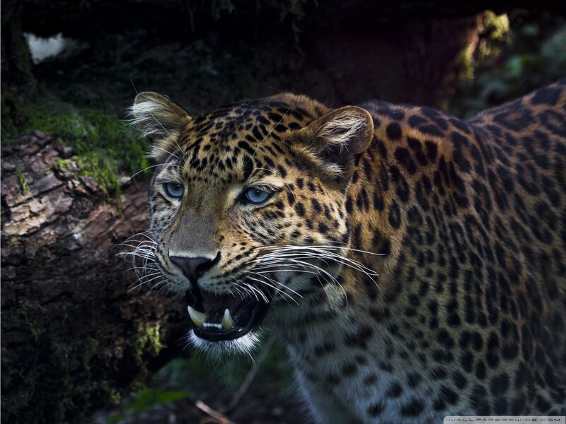Leopard with Open Mouth — Brown, Intense, Photograph, Tree Trunk