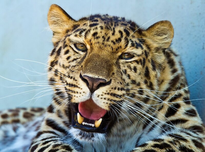 Leopard with Open Mouth — Brown, Intense, Photograph, Whiskers, Teeth, Tongue