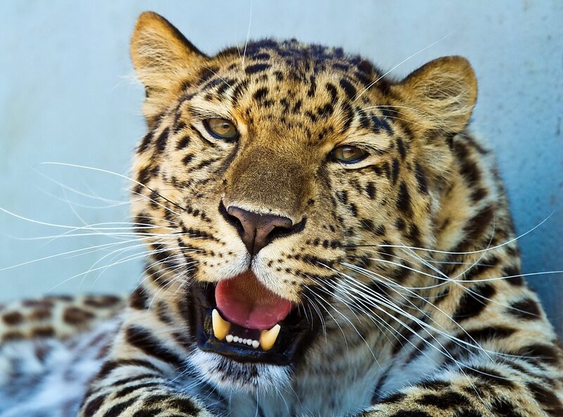 Leopard with Open Mouth — Brown, Intense, Photograph, Whiskers