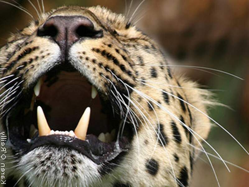 Leopard with Open Mouth — Brown, Intense