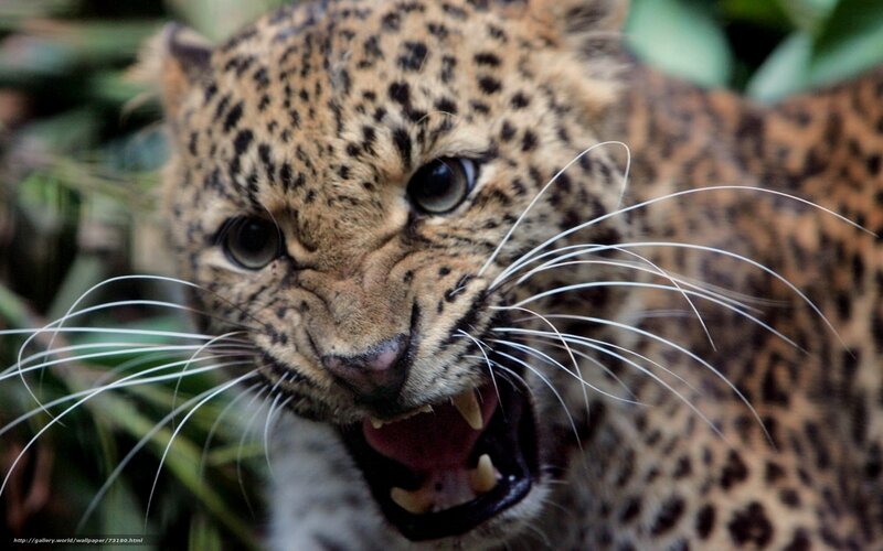 leopard with open mouth