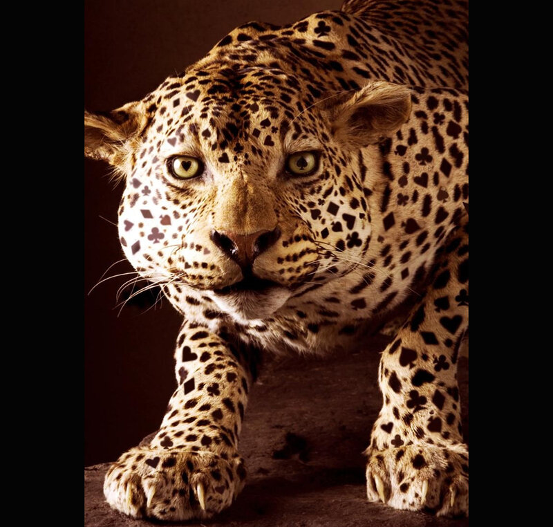 leopard with playing card spots