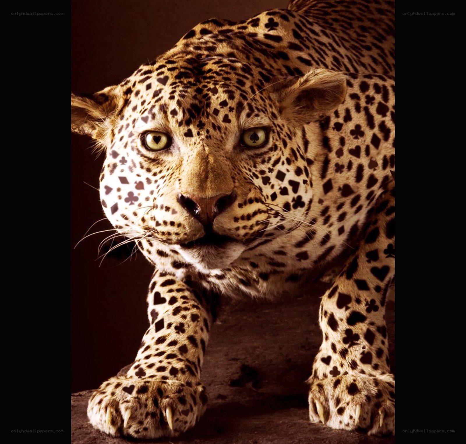 leopard with playing card spots