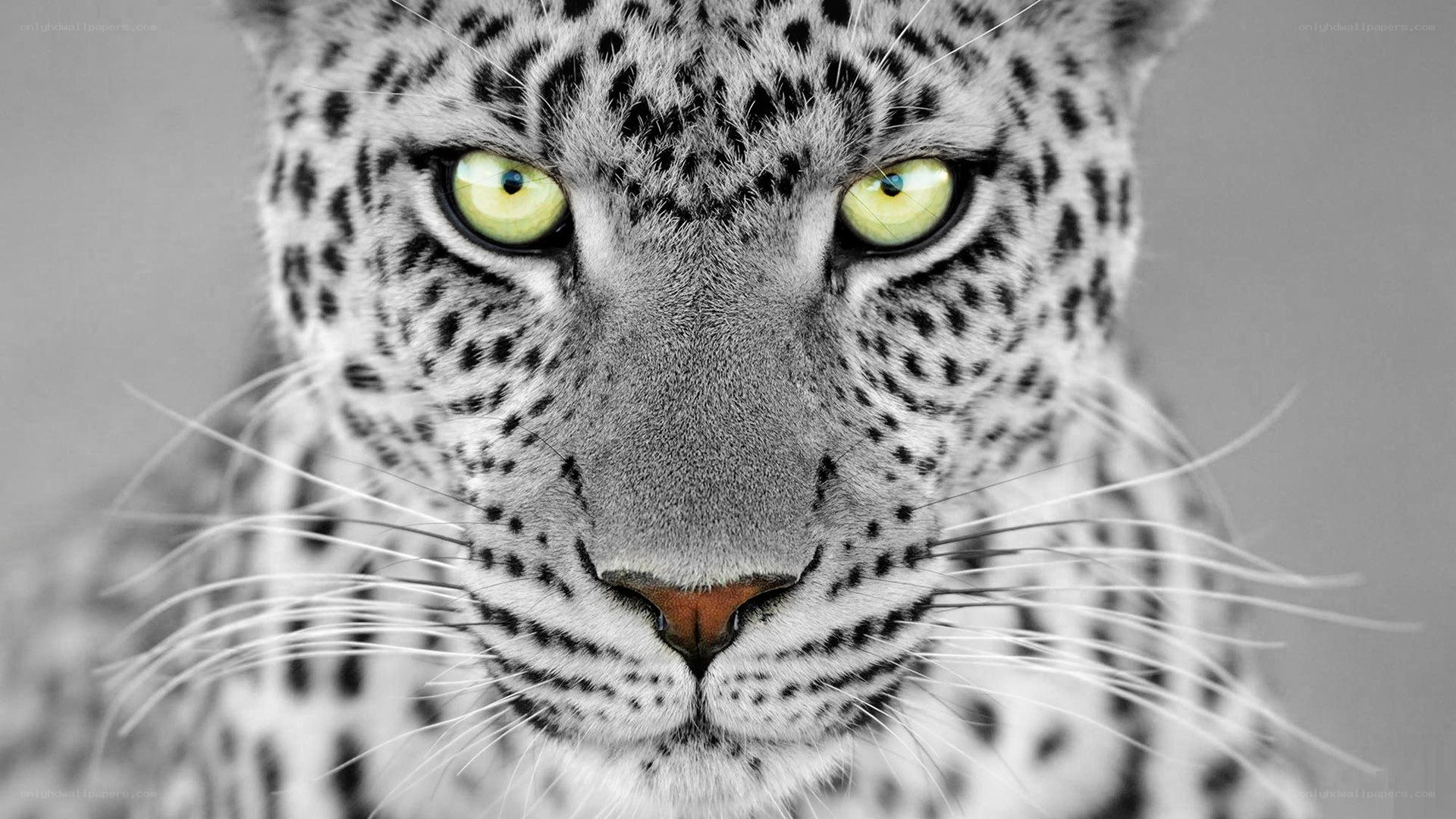 leopard with striking green eyes