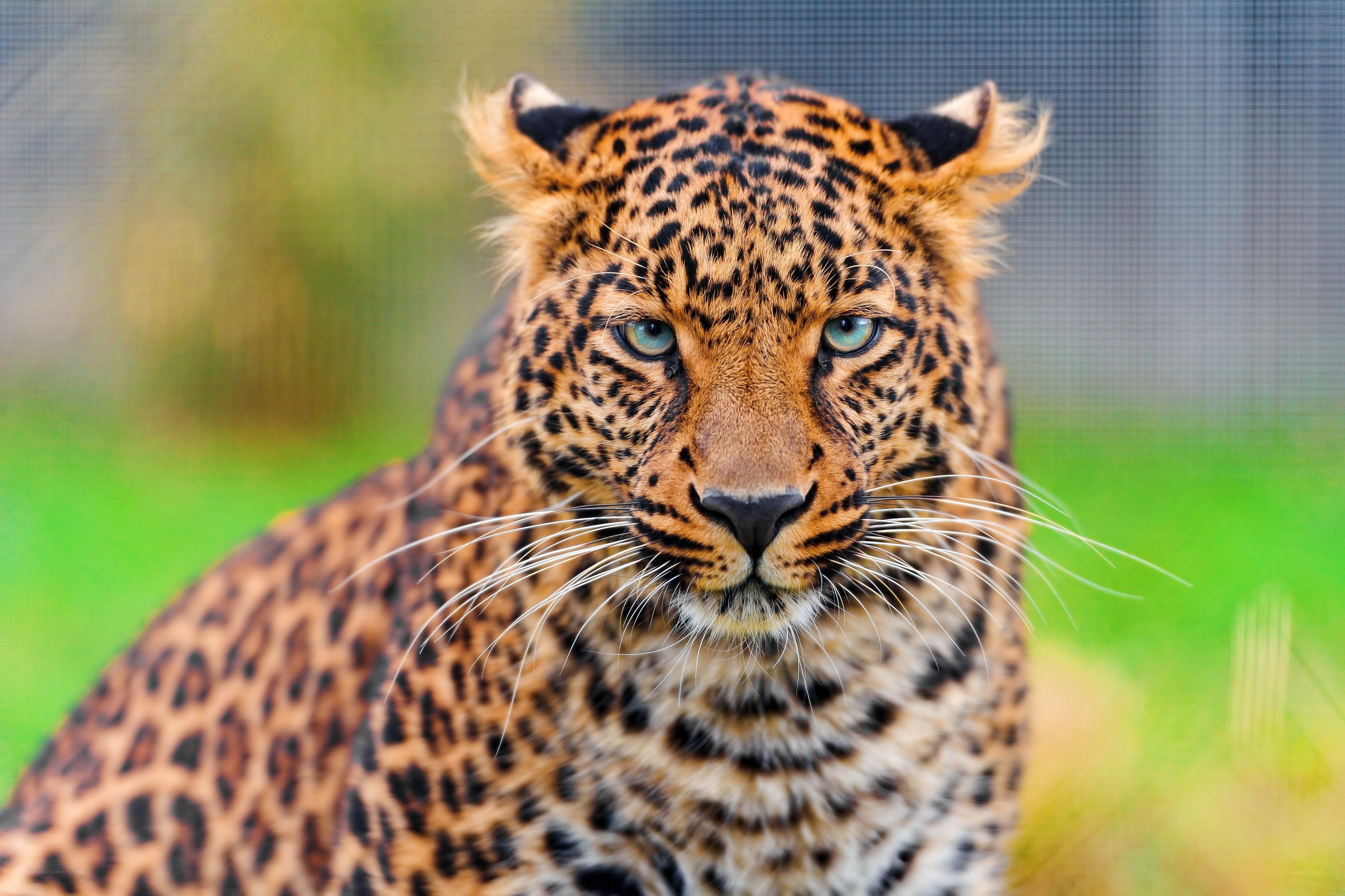 Leopard with striking green eyes
