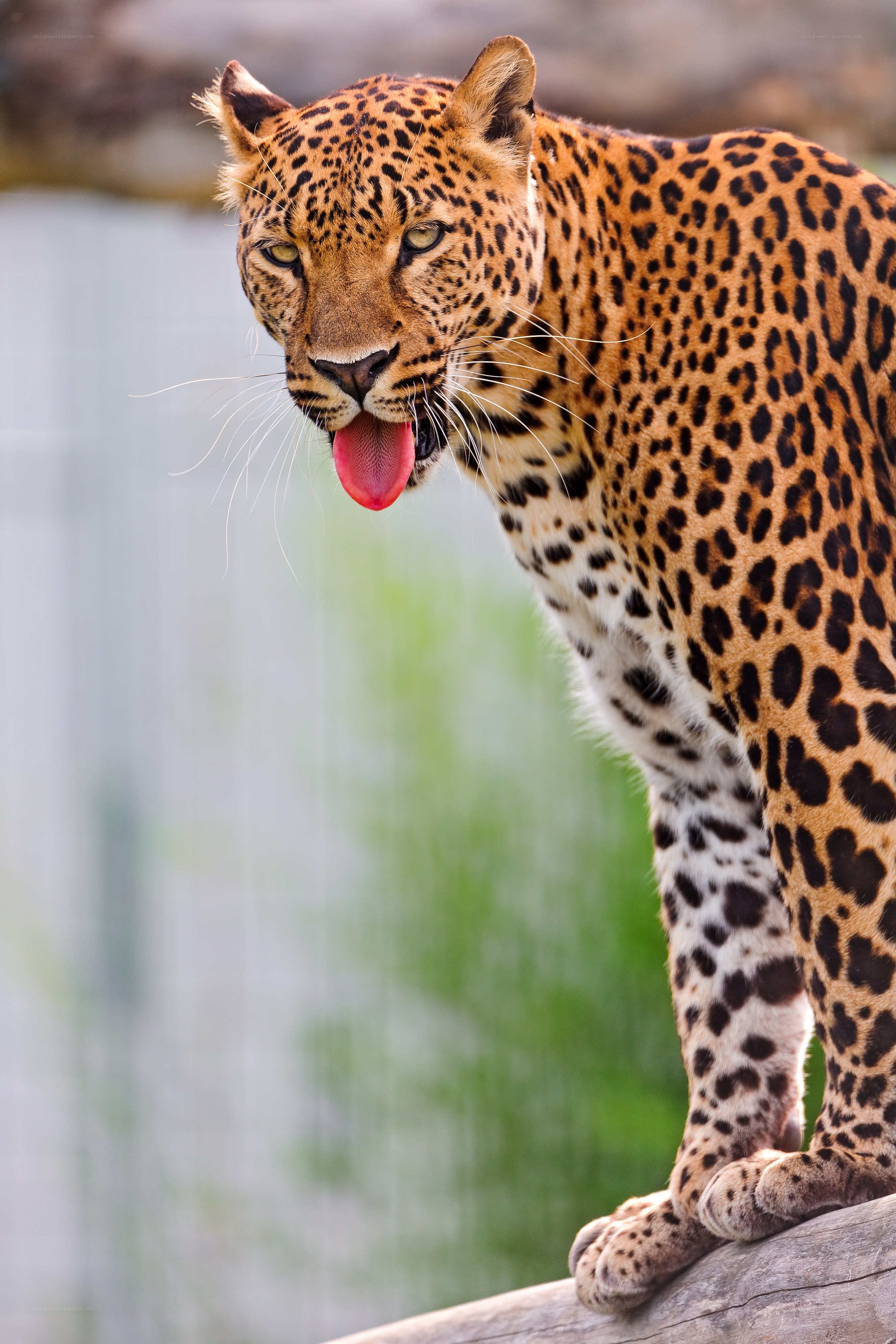 Leopard with tongue out
