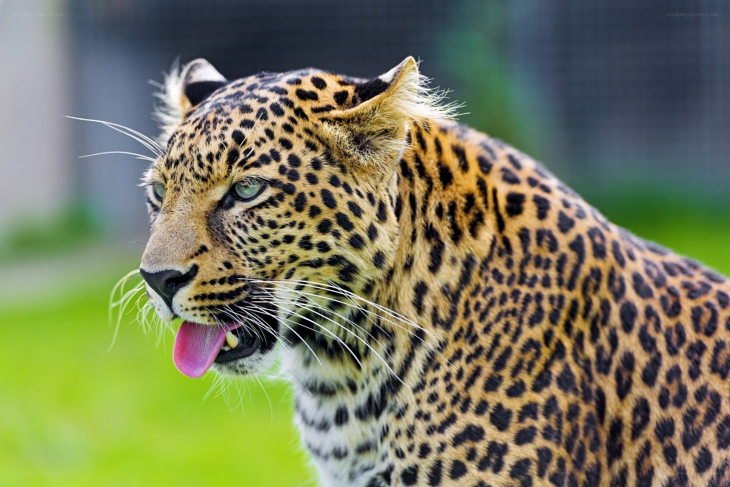 leopard with tongue out