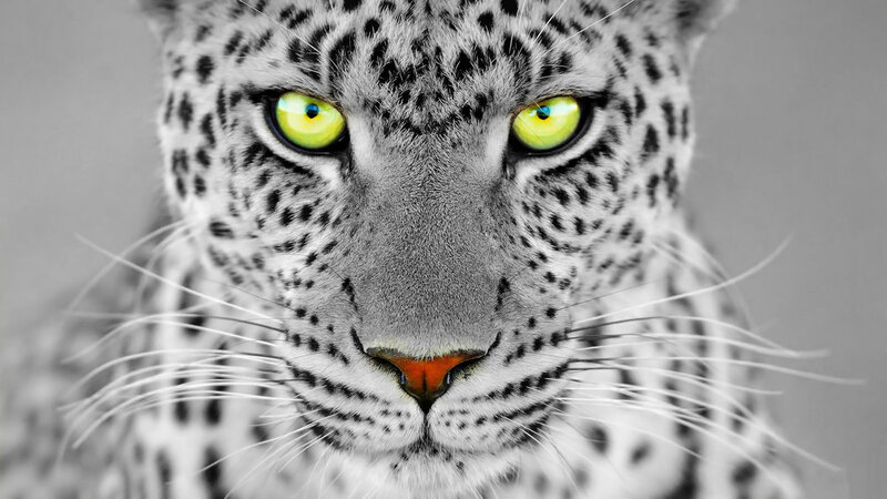 Leopard with Yellow Eyes